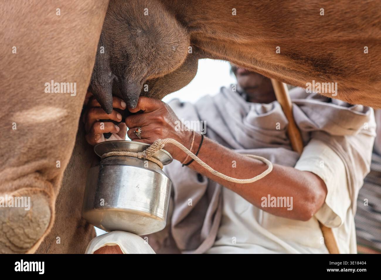 Une vue rapprochée montre une personne traire un chameau dans un pot en métal à la Foire du chameau de Pushkar à Pushkar, en se concentrant sur les mains et le conteneur. Banque D'Images