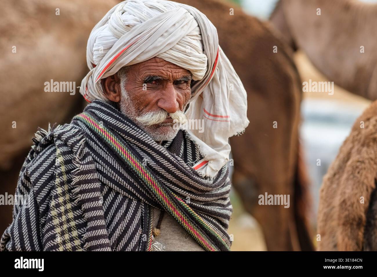 Un homme avec un grand turban blanc et une moustache regarde directement la caméra à la Foire aux chameaux de Pushkar avec plusieurs chameaux debout derrière lui. Banque D'Images