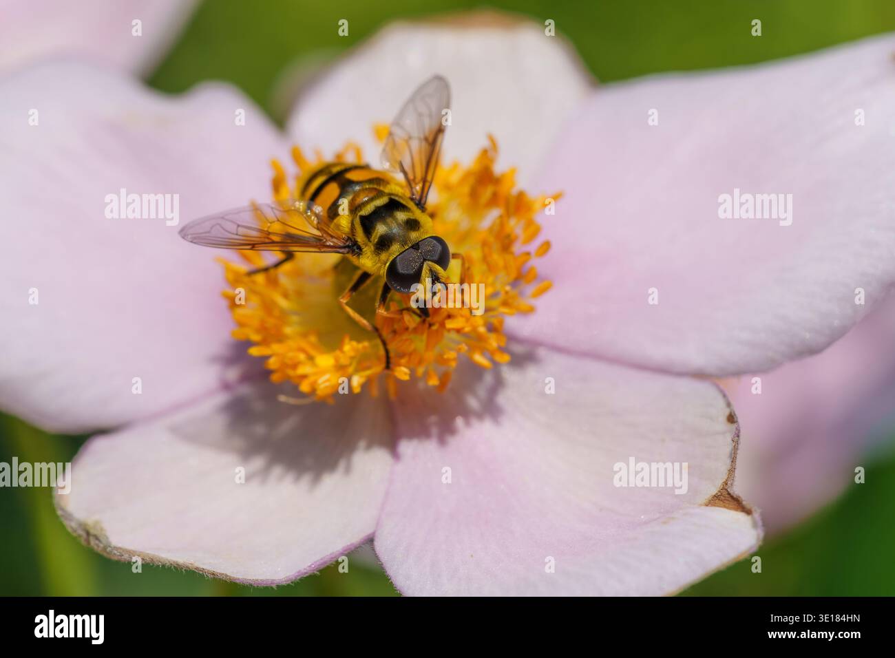 Gros plan d'un hoverfly perché sur un flowe d'anémone rose Banque D'Images