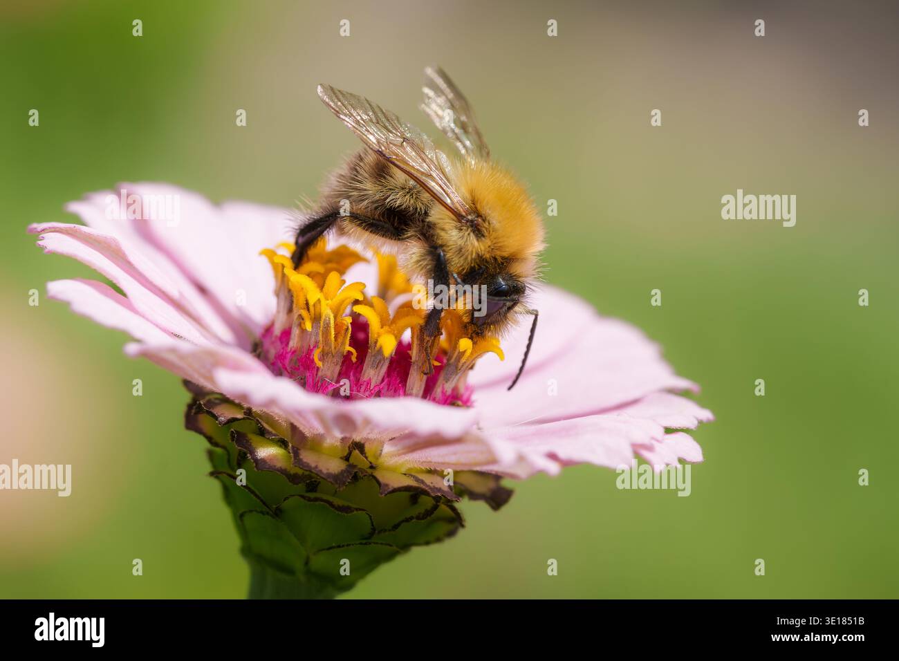 Gros plan d'un bourdon cherchant du nectar sur une fleur de zinnia rose Banque D'Images