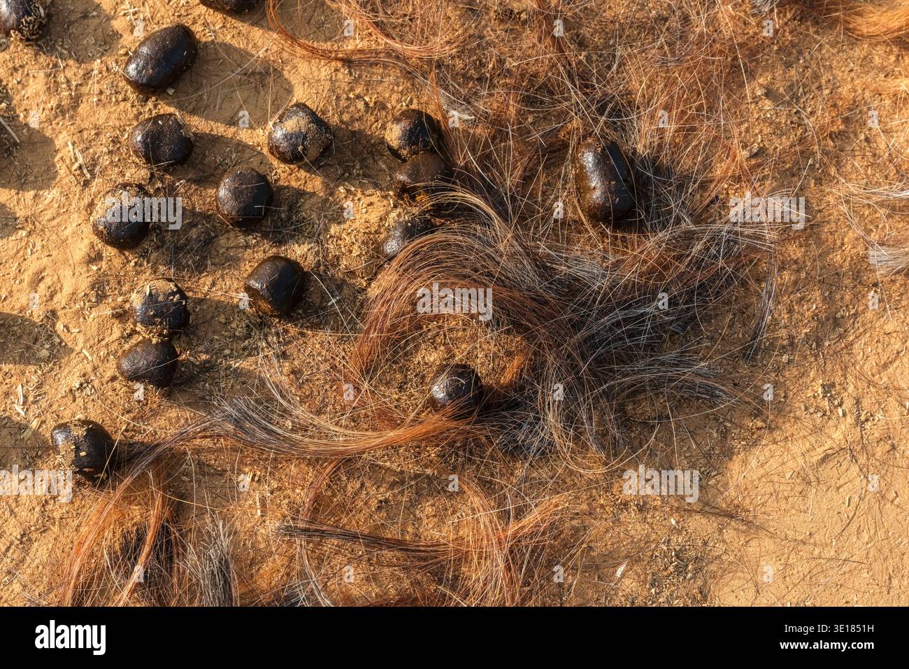 Gros plan de fumier de chameau et de poils grossiers dispersés sur le sol sec et sablonneux sur le site de la foire annuelle du chameau de Pushkar. Banque D'Images