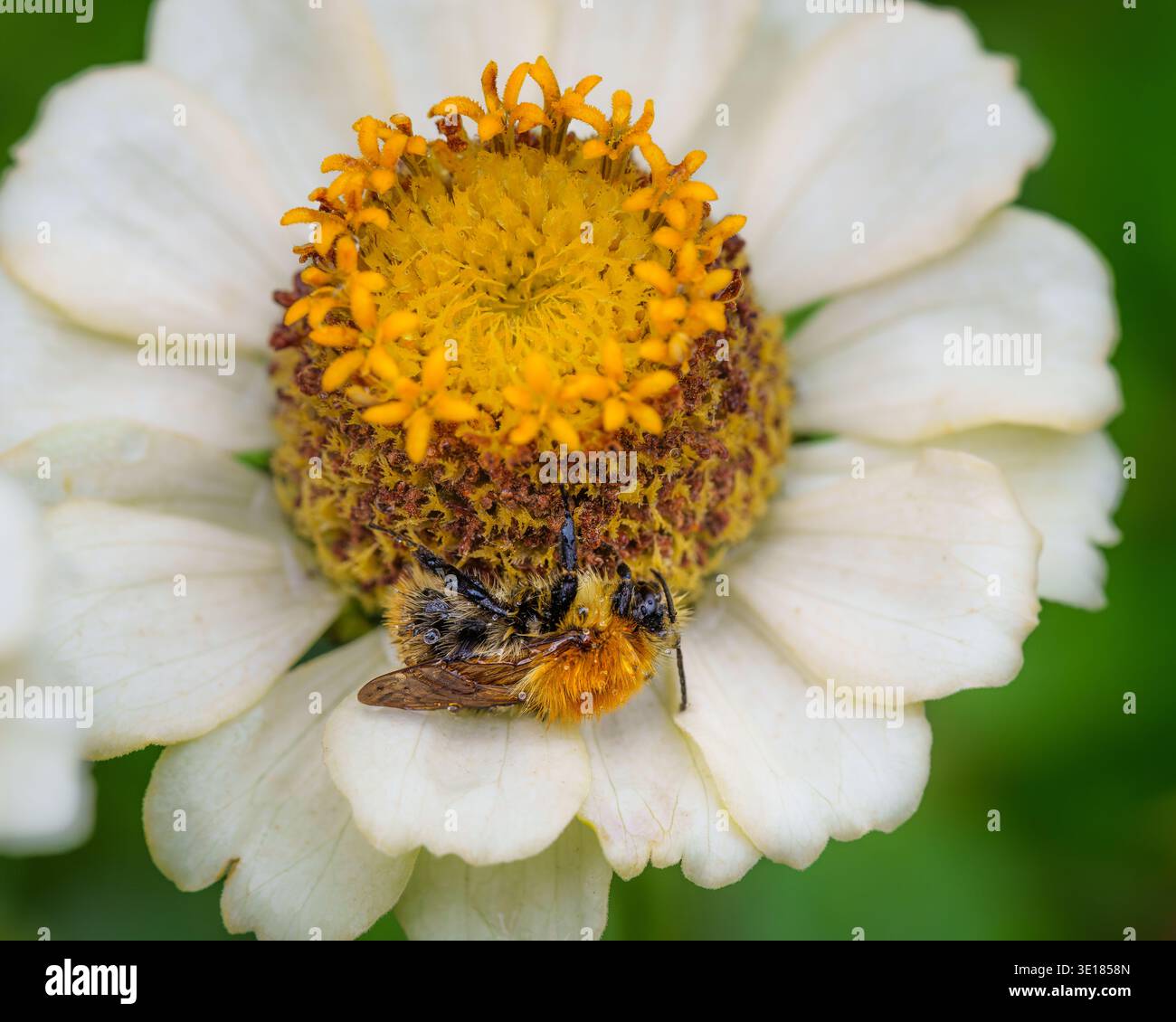 Bourdon mouillé par la pluie, dormant sur une fleur de zinnia Banque D'Images