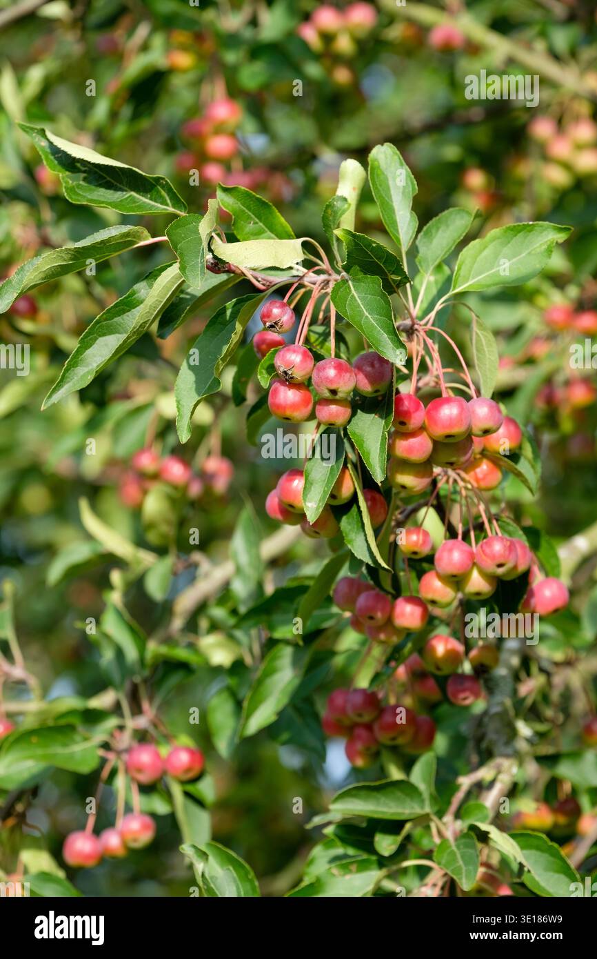 Malus hupehensis, Pyrus malus theifera, Malus theifera, pomme de crabe Hupeh, rouge, fruits globuleux, Banque D'Images