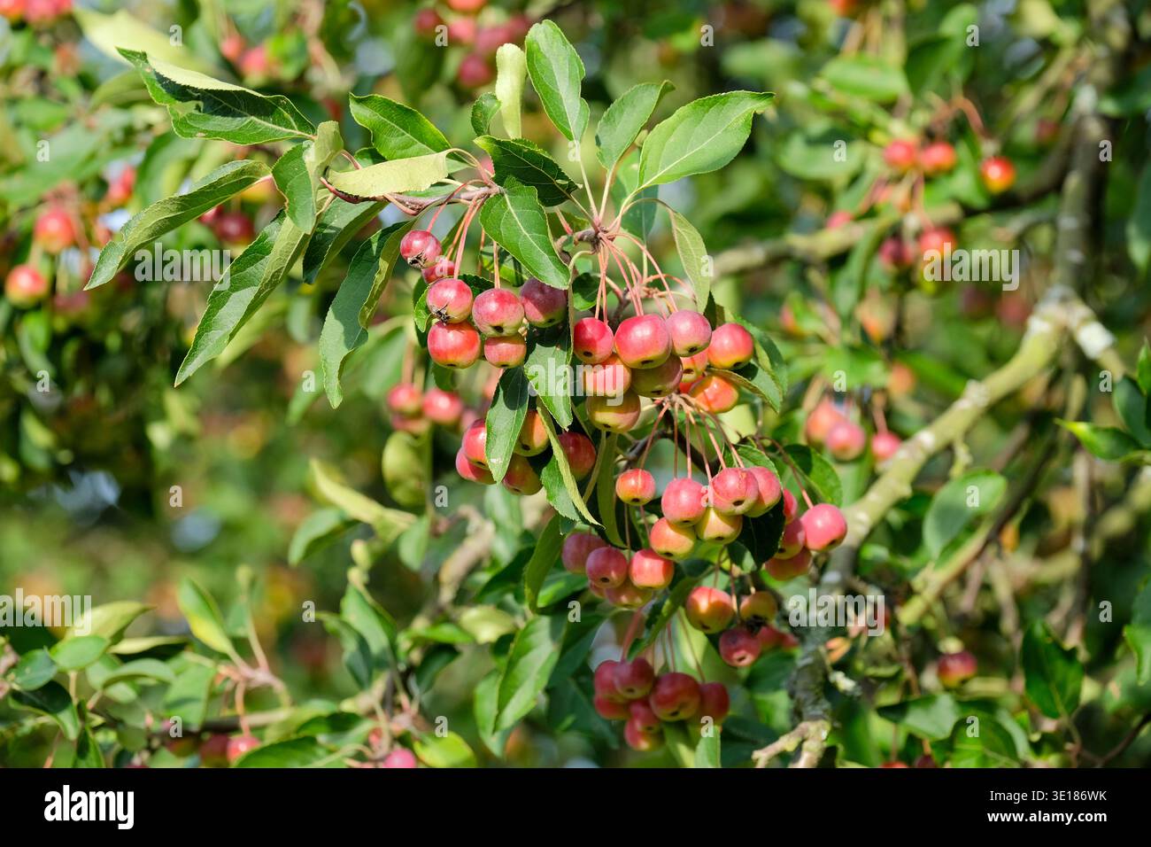 Malus hupehensis, Pyrus malus theifera, Malus theifera, pomme de crabe Hupeh, rouge, fruits globuleux, Banque D'Images