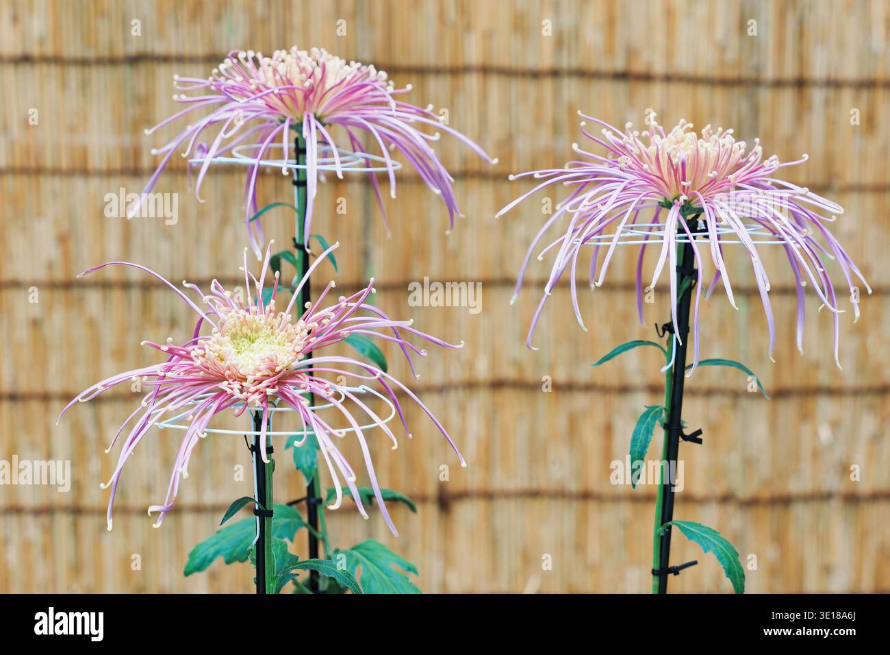 Fleurs délicates de chrysanthème d'araignée rose poussant sur des tiges verticales dans le jardin avec toile de fond d'écran de bambou, plante botanique, fleurs de jardin Banque D'Images