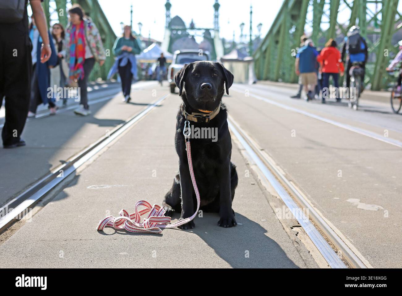 Chien noir assis sur les voies de tramway sur Liberty Bridge à Budapest, Hongrie Banque D'Images