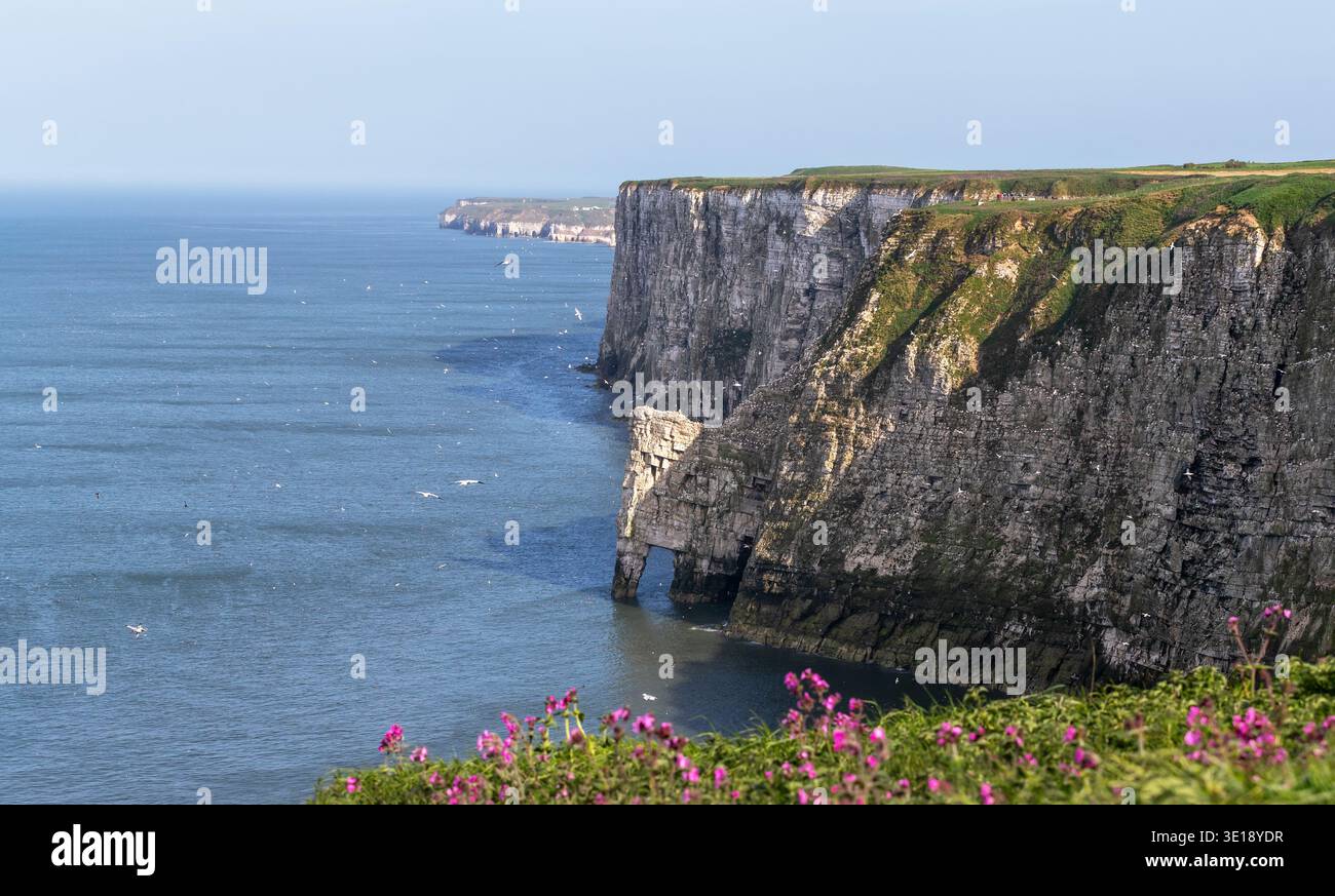 Falaises de craie spectaculaires à Bempton Cliffs dans l'East Yorkshire surplombant la mer du Nord, avec des oiseaux de mer volant en dessous et des fleurs sauvages au premier plan. Banque D'Images