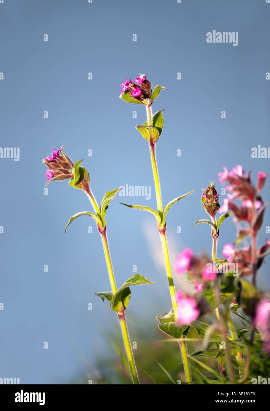 Fleurs sauvages Red Campion avec de délicats pétales roses et des tiges poilues atteignant un ciel bleu doux et ensoleillé, mettant en valeur la beauté naturelle de l'été, Royaume-Uni. Banque D'Images