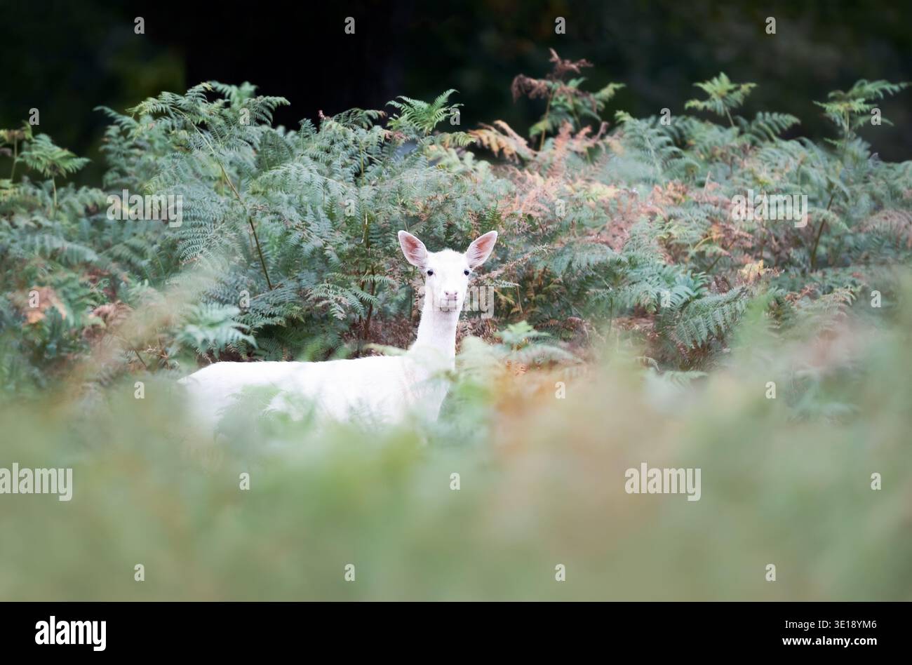 Un jeune cerf en jachère blanc pur rare (Dama dama) se tient alerte et curieux, partiellement caché dans les fougères vertes vibrantes de la forêt, Royaume-Uni. Banque D'Images