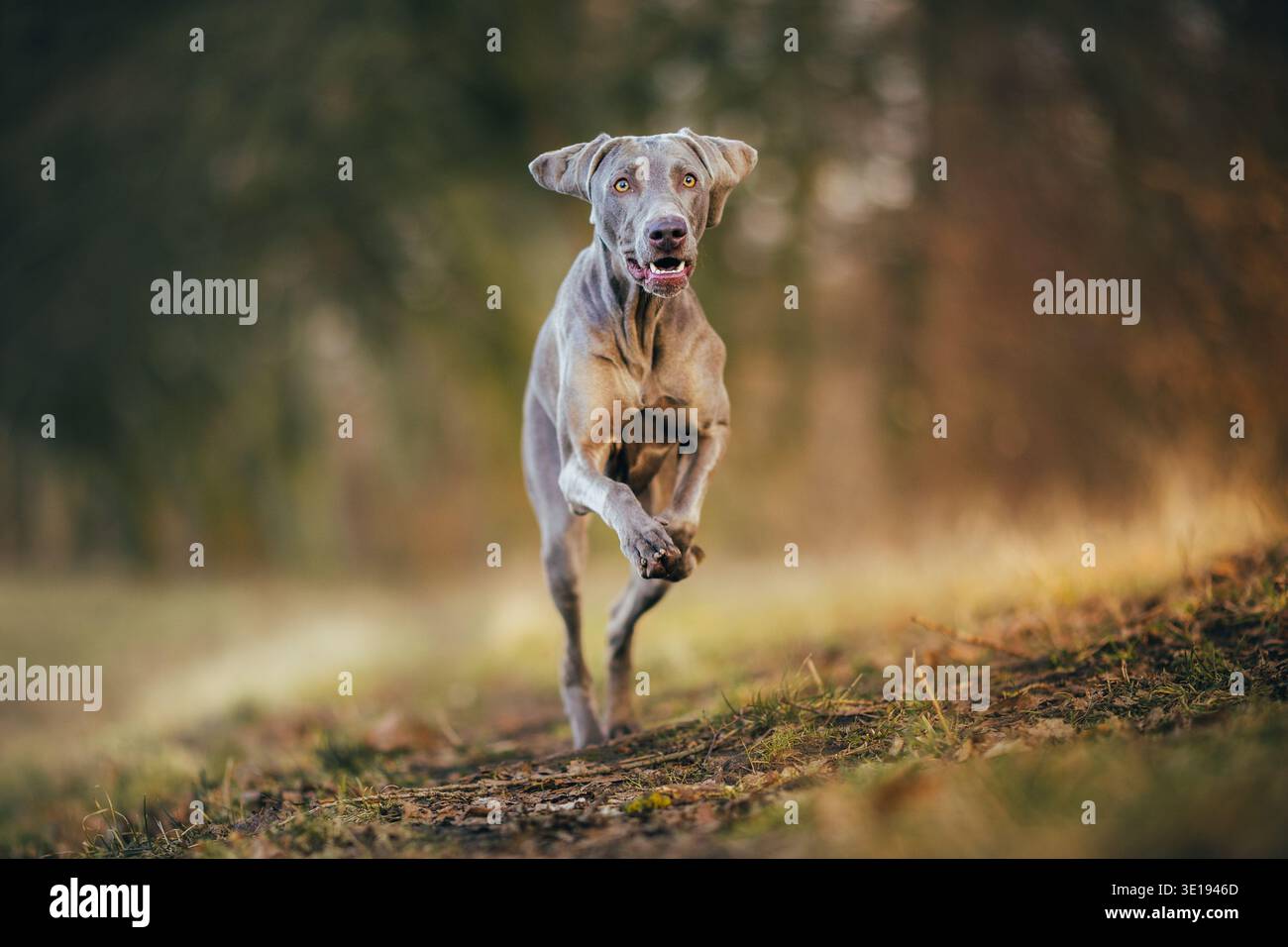 Chien Weimaraner courant vite dans le chemin forestier pendant l'heure dorée avec mouvement et faible profondeur de champ Banque D'Images