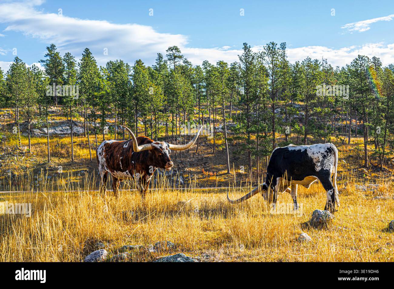 Texas Longhorn bétail dans le Dakota du Sud. Banque D'Images