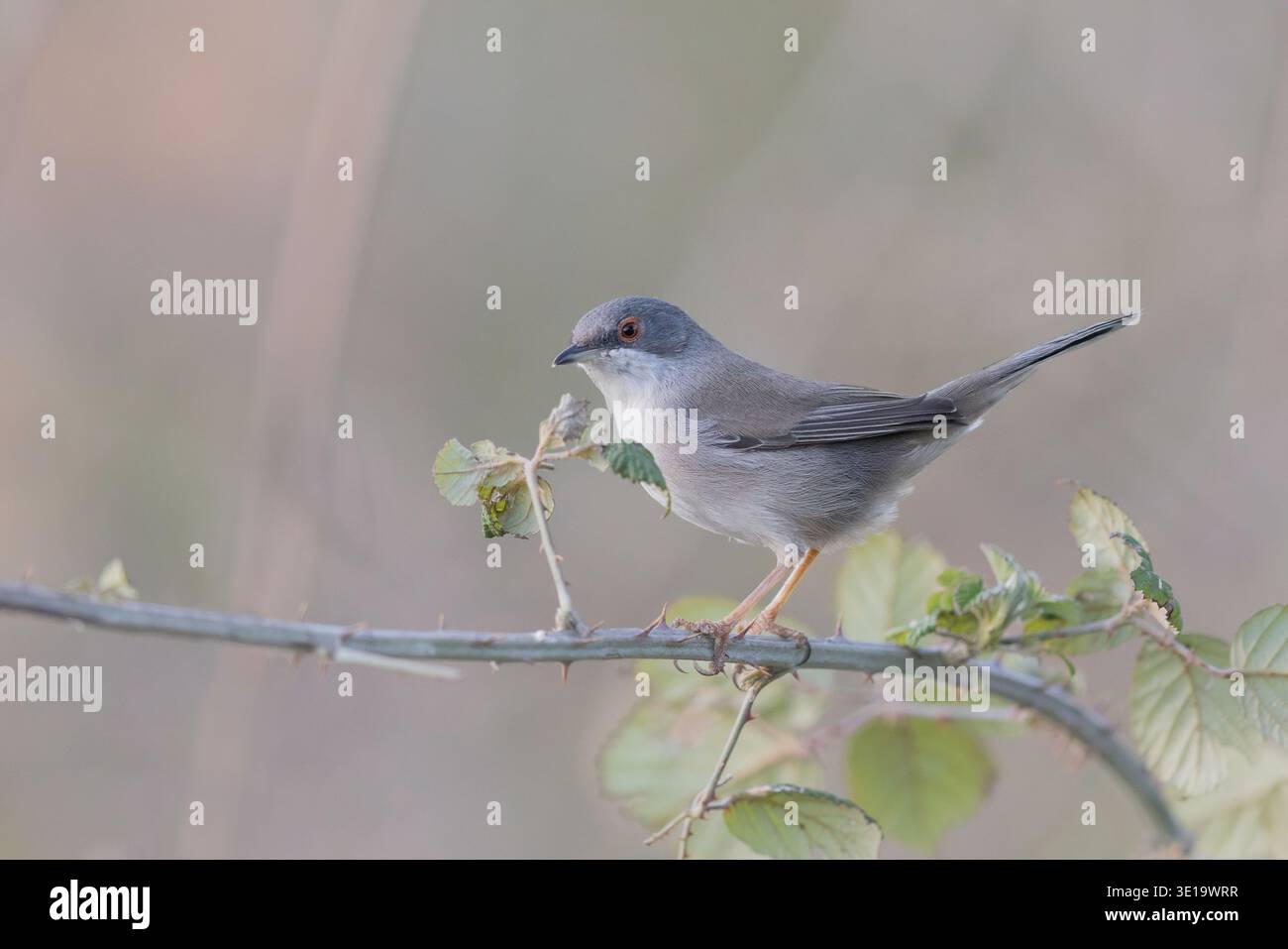 Paruline sarde femelle perchée sur une branche de ronce épineuse (Curruca melanocephala) Banque D'Images