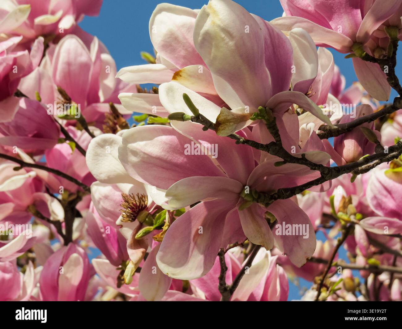 Fleurs de magnolia rose fleurissant sur les branches d'arbres contre le ciel bleu du printemps. Banque D'Images