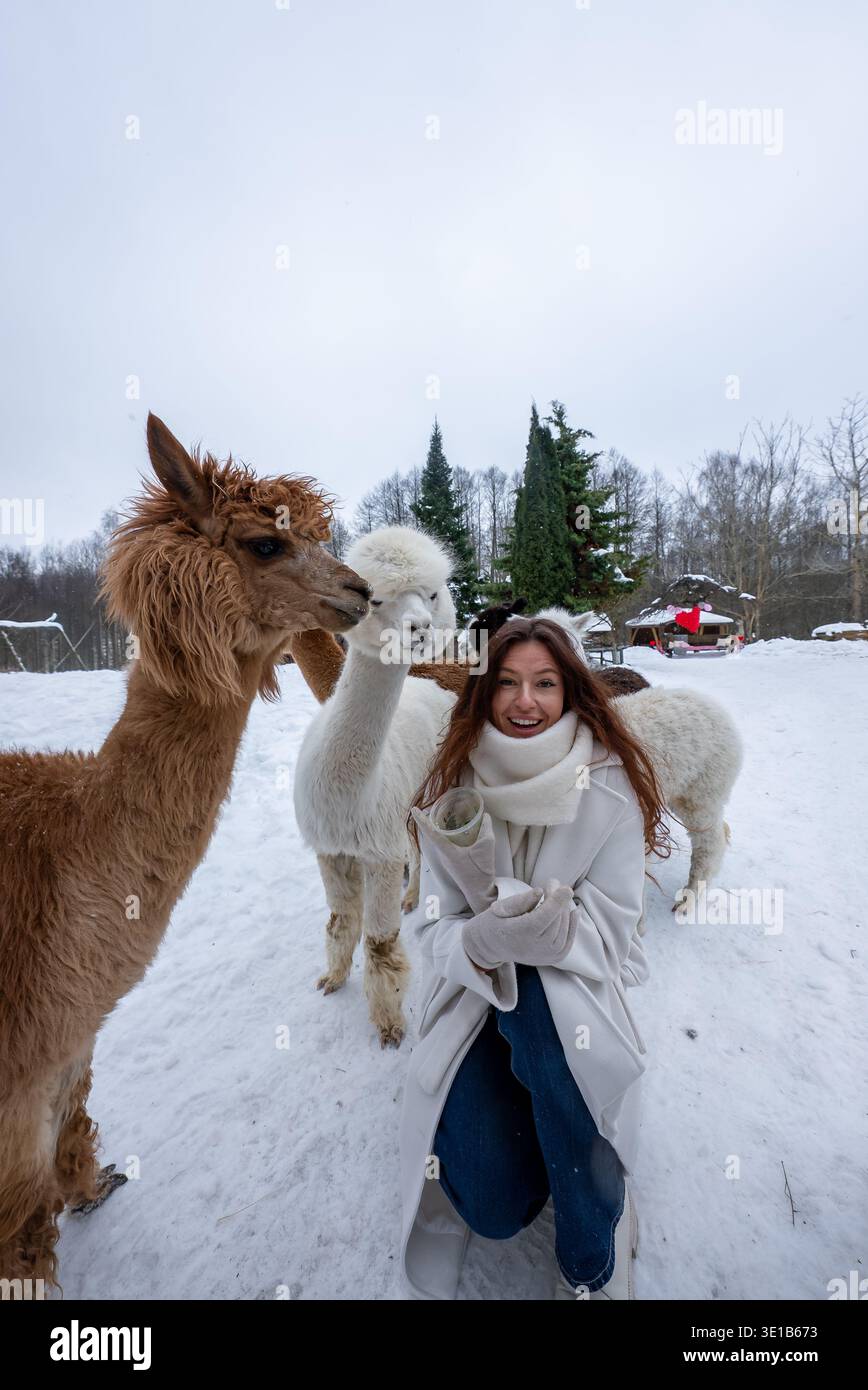 Jeune femme s'agenouille dans la neige avec trois alpagas dans une ferme d'hiver Banque D'Images