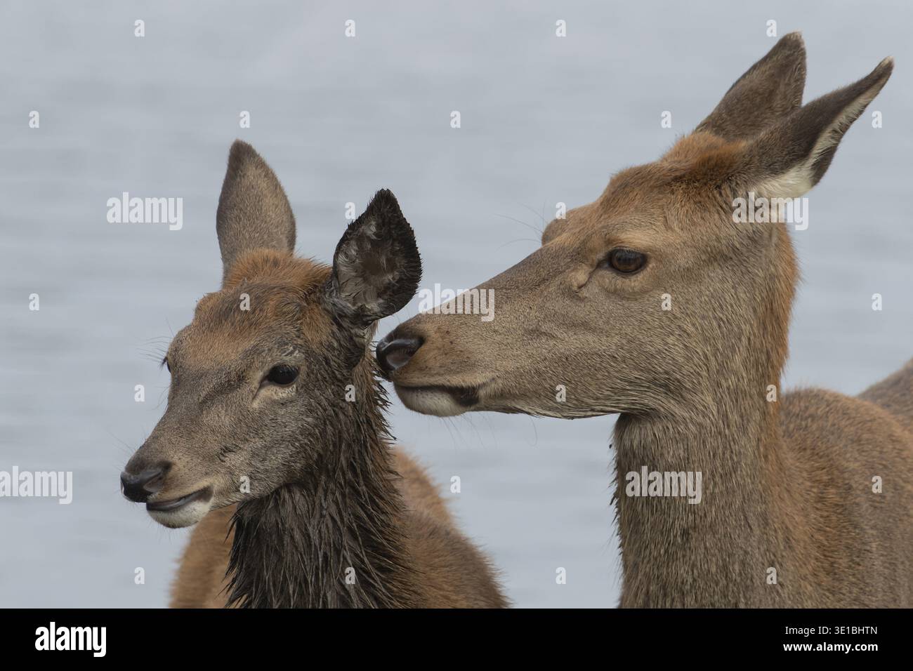 Cerf roux (Cervus elaphus) femelle adulte parent animal et fauve juvénile interagissant ensemble, Angleterre, Royaume-Uni Banque D'Images