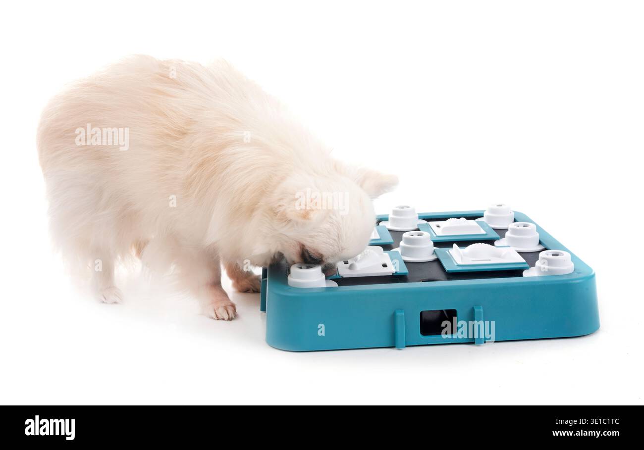 Peu chihuahua in front of white background Banque D'Images