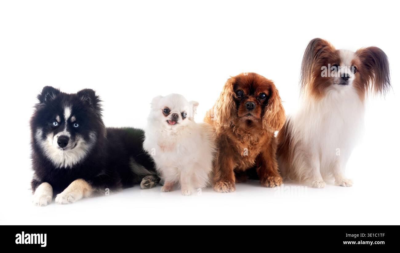 Les petits chiens in front of white background Banque D'Images