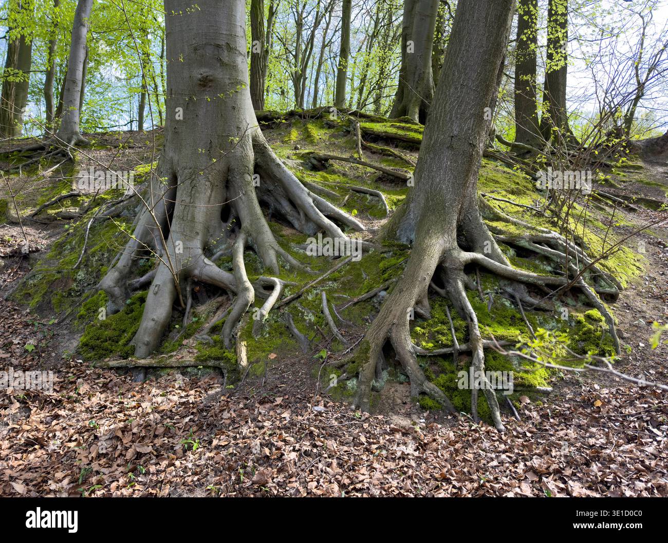 Systèmes racinaires exposés spectaculaires de vieux hêtres poussant sur un terrain rocheux mousselé dans une forêt de feuillus. Les racines nouées tordues créent une sculpture naturelle Banque D'Images