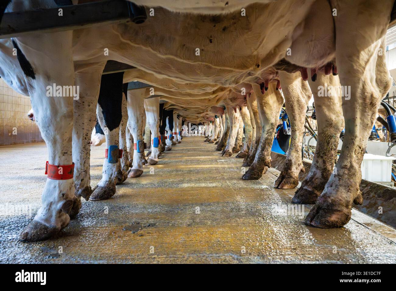 Plan symétrique à angle bas montrant les pattes et les mamelles de vaches Holstein alignées. L'image présente des capteurs de suivi électroniques rouges et bleus sur leur Banque D'Images