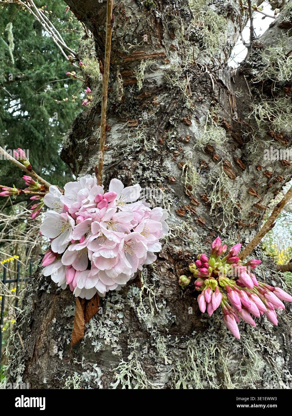 Fleurs de cerisier roses et blanches poussant à partir du tronc d'un cerisier, un exemple de chauliflory. - Image de stock capturée avec un smartphone