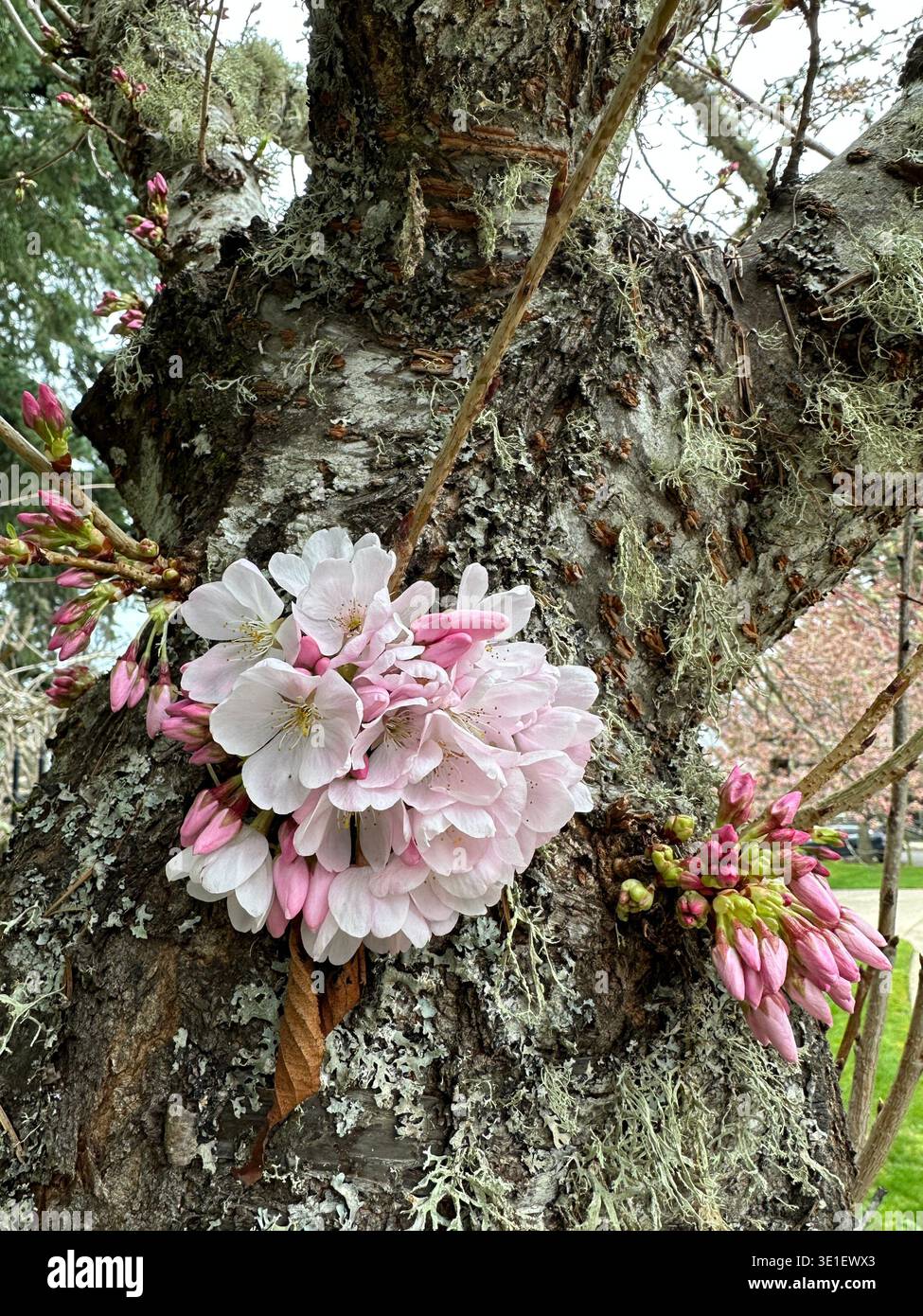 Fleurs de cerisier roses et blanches poussant à partir du tronc d'un cerisier, un exemple de chauliflory. - Image de stock capturée avec un smartphone
