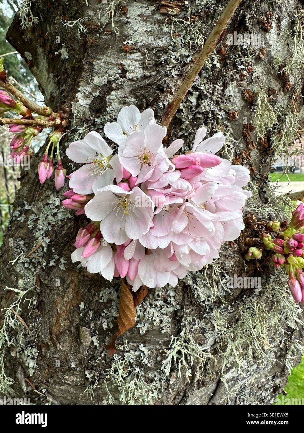 Fleurs de cerisier roses et blanches poussant à partir du tronc d'un cerisier, un exemple de chauliflory. - Image de stock capturée avec un smartphone