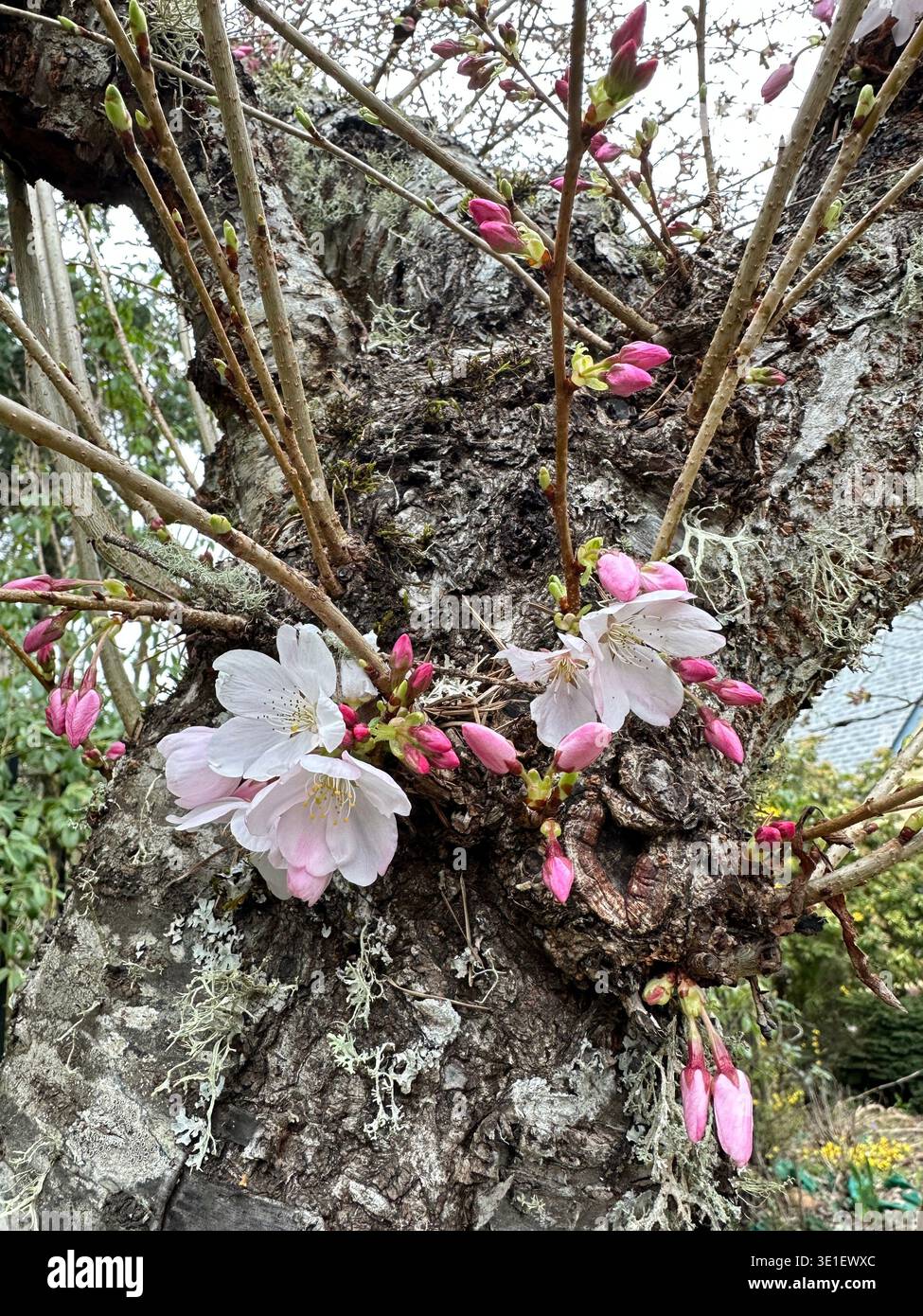 Fleurs de cerisier roses et blanches poussant à partir du tronc d'un cerisier, un exemple de chauliflory. - Image de stock capturée avec un smartphone