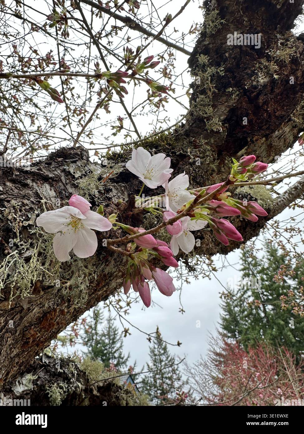 Fleurs de cerisier roses et blanches poussant à partir du tronc d'un cerisier, un exemple de chauliflory. - Image de stock capturée avec un smartphone