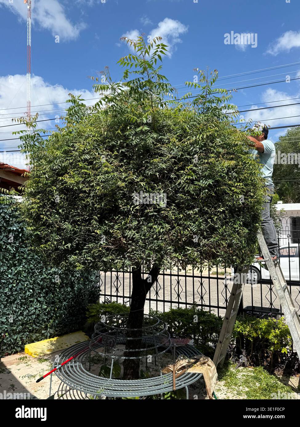 Homme élaguant un arbre, Merida Mexico Banque D'Images