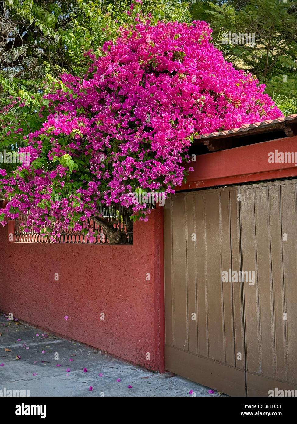 Bougainvilliers en fleurs, Merida, Yucatan, Mexique Banque D'Images