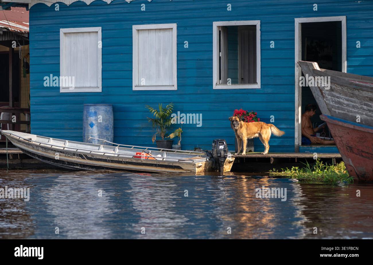 Amérique du Sud, Brésil, Amazone, forêt amazonienne, Amazone River, chien sur le pont de la maison flottante Banque D'Images