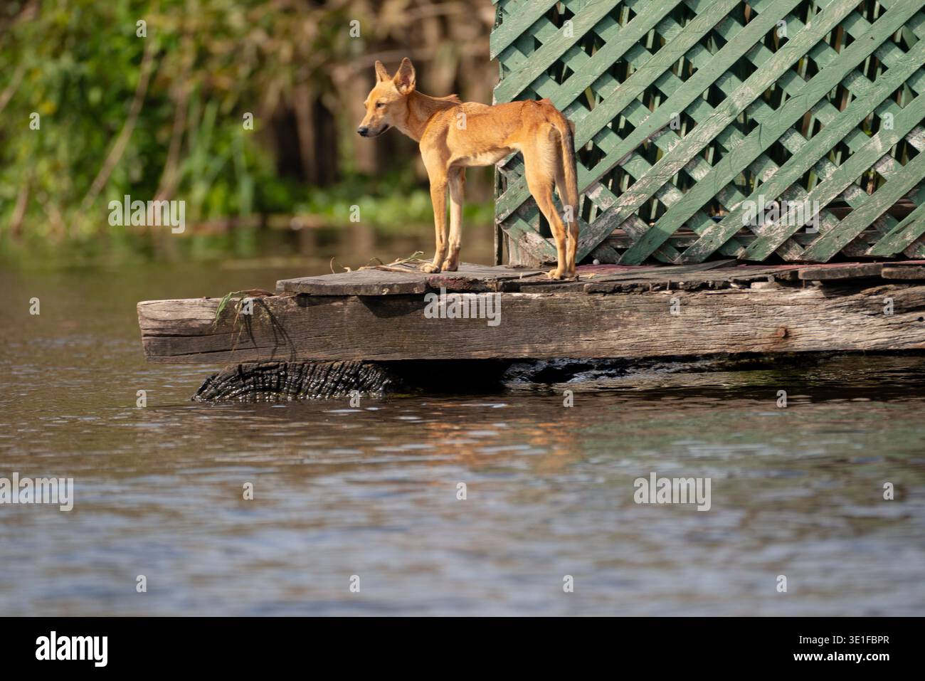 Amérique du Sud, Brésil, Amazone, forêt amazonienne, Amazone River, chien maigre sur quai sur la rivière Banque D'Images