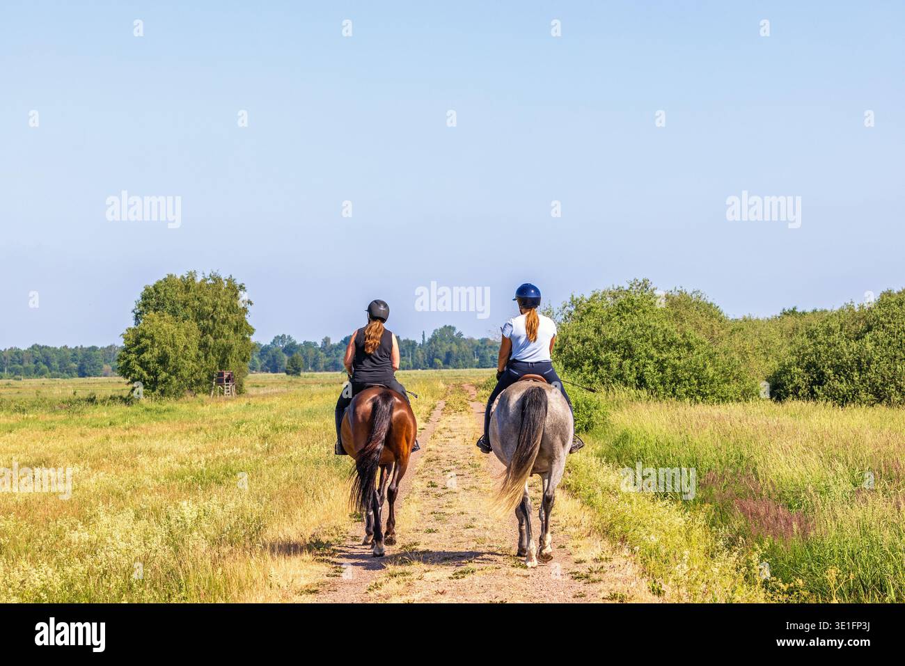 Cavaliers féminins sur des chevaux dans un paysage d'été ensoleillé Banque D'Images