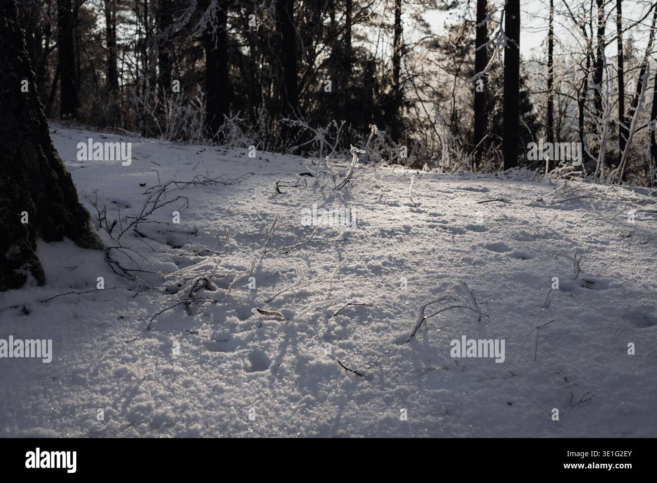 Vue en bas angle d'un sol forestier enneigé étincelant dans la douce lumière du soleil hivernal. L'herbe et les branches couvertes de gel créent une atmosphère boisée calme, idéale pour fo Banque D'Images
