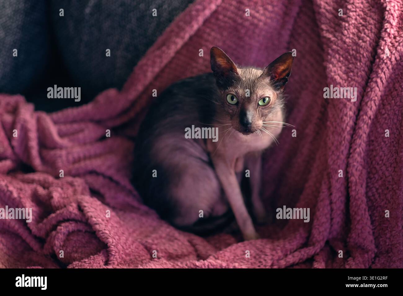 Chat Lykoi mignon se refroidissant sur un canapé et regardant curieux à la caméra. Image horizontale avec flou. Banque D'Images