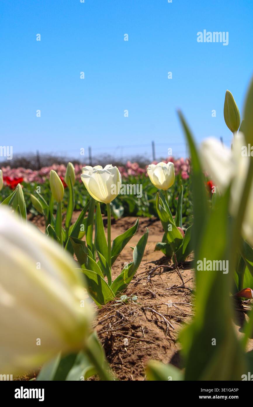 Tulipes blanches fleurissant dans un champ de printemps ensoleillé Banque D'Images