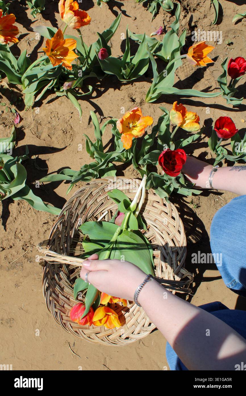 Mains cueillant des tulipes fraîches et les plaçant dans un panier en osier Banque D'Images
