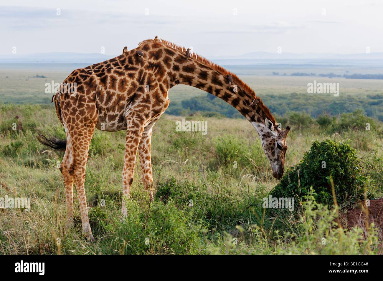 Girafe Masai, Giraffa tippelskirchi, Masai Mara, Kenya, Afrique Banque D'Images