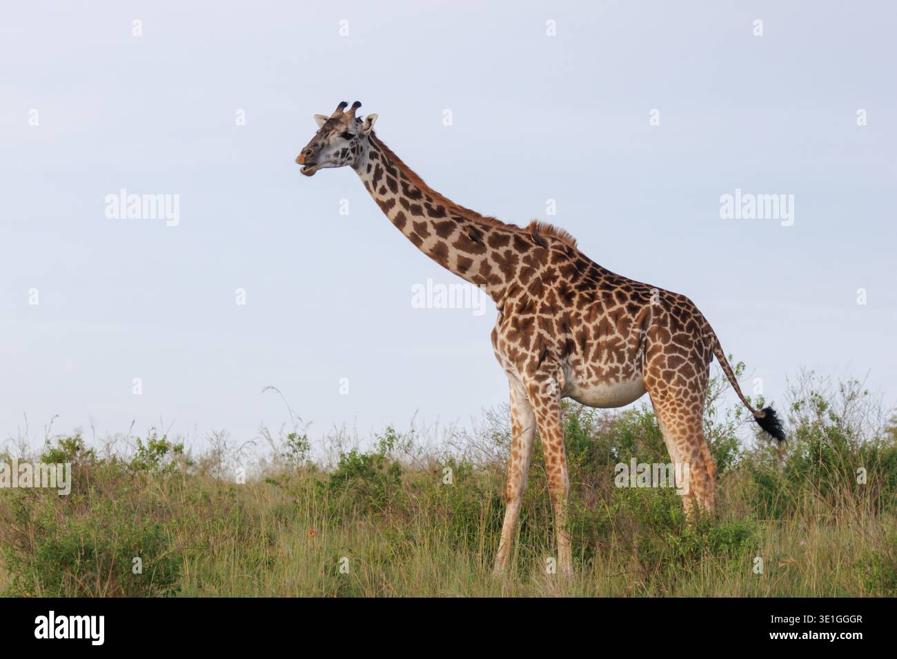 Girafe Masai, Giraffa tippelskirchi, Masai Mara, Kenya, Afrique Banque D'Images
