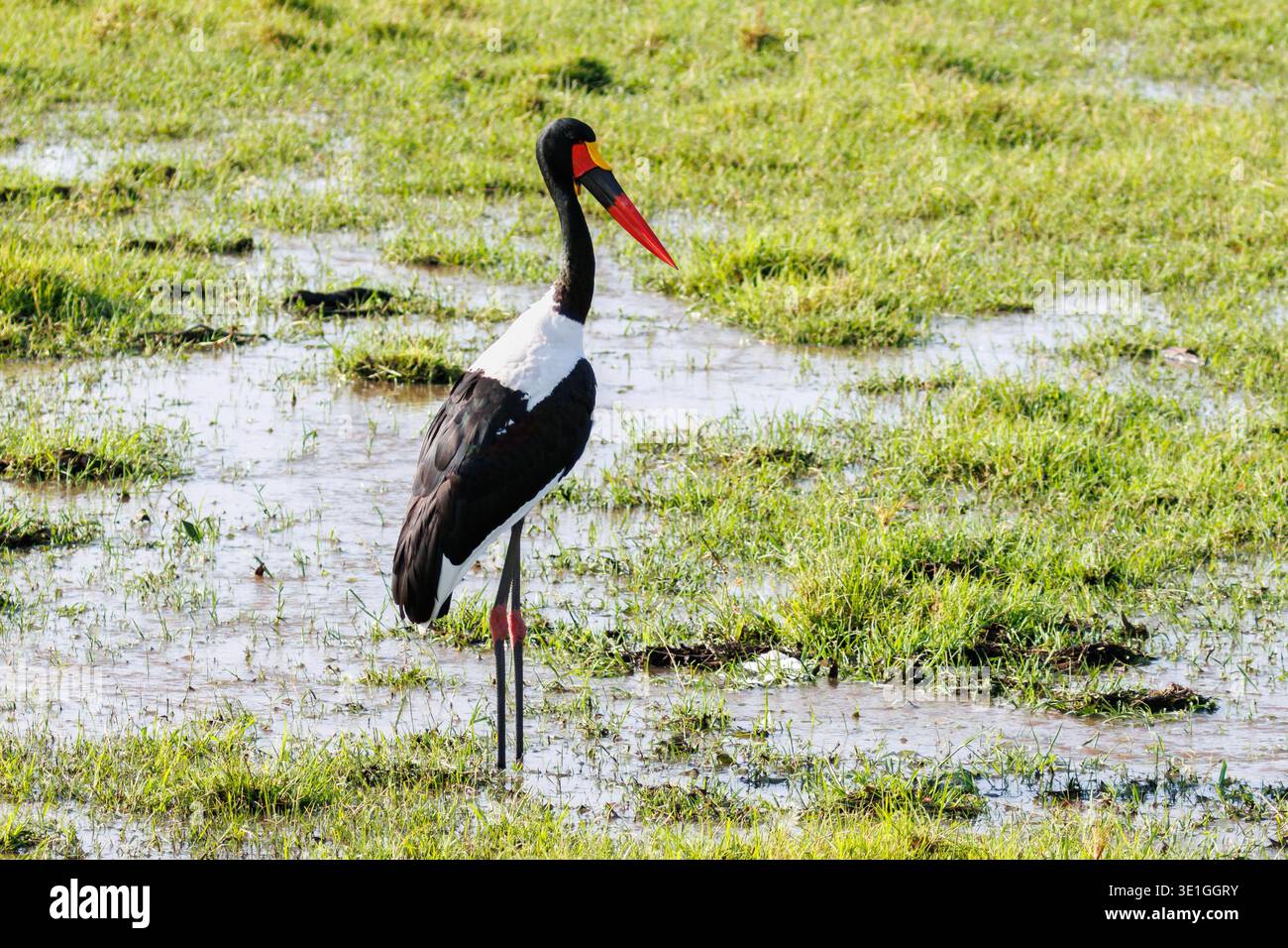 Cigogne à bec de selle, Ephippiorhynchus senegalensis, Masai Mara, Kenya, Afrique Banque D'Images