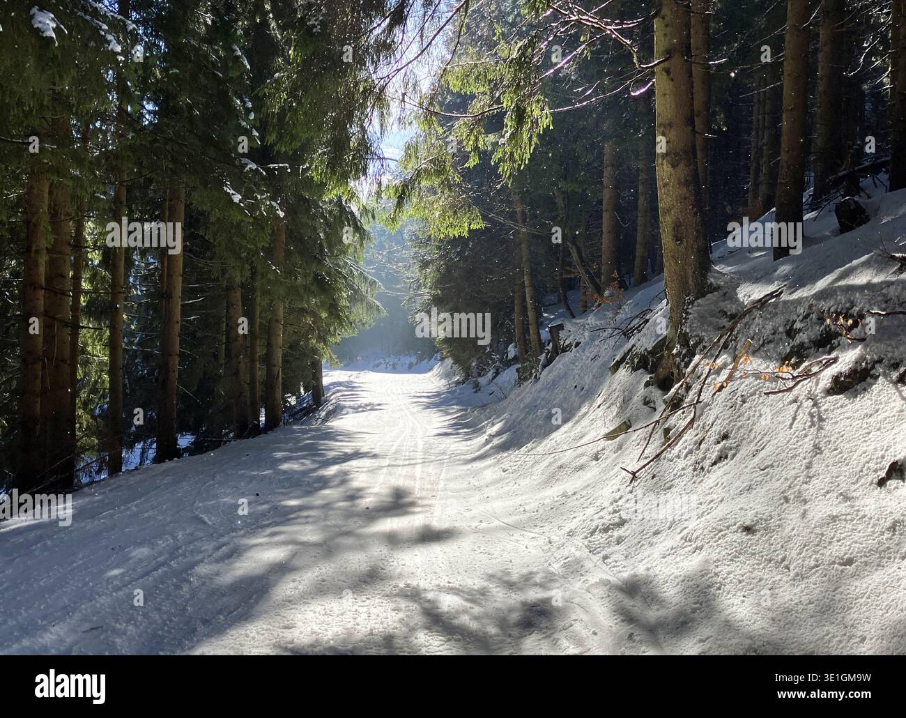 Route dans la forêt à l'hiver dans la station Kubinska Hola, Slovaquie Banque D'Images