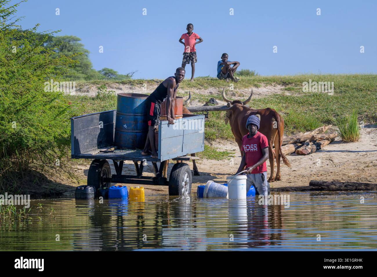 Collecte d'eau sur la rive de la rivière Okavango, bande de Caprivi, Namibie. Banque D'Images
