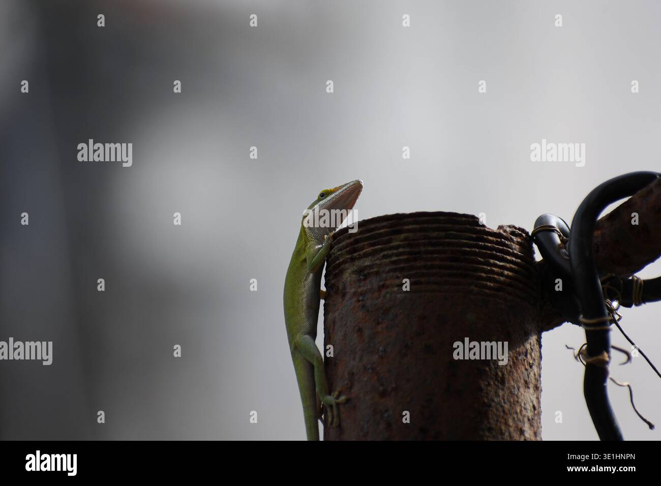 Un lézard anole vert frappant (Anolis carolinensis) se perche verticalement sur un tuyau en métal fortement rouillé, regardant vers le haut contre un bac doux et flou Banque D'Images