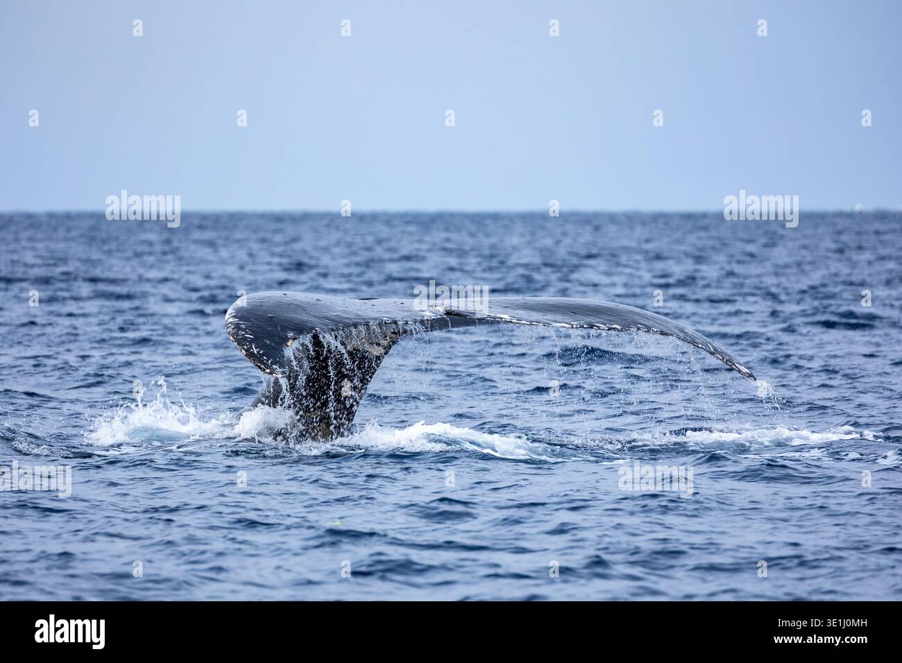 la queue d'une baleine à bosse émerge de l'océan en plongeant, créant un jet d'eau. Cette créature majestueuse est une vue commune dans de nombreux oc Banque D'Images