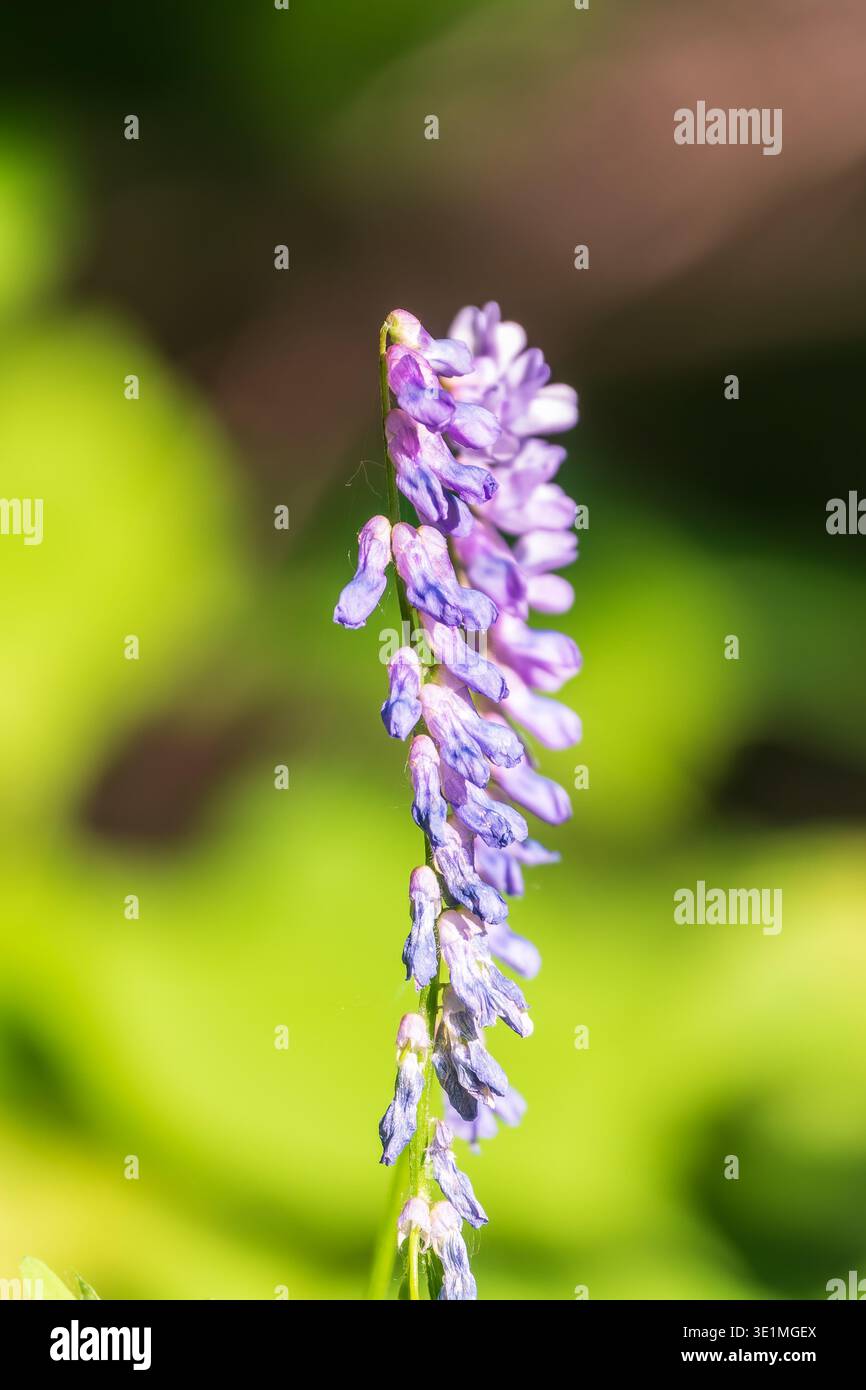 Fleurs bleues violettes de la vesce d'oiseau tuftée, vesce de vache (Vicia cracca) fleurs sauvages dans l'herbe verte. Vetch tufté fleurissant avec des fleurs violettes et bleues i Banque D'Images