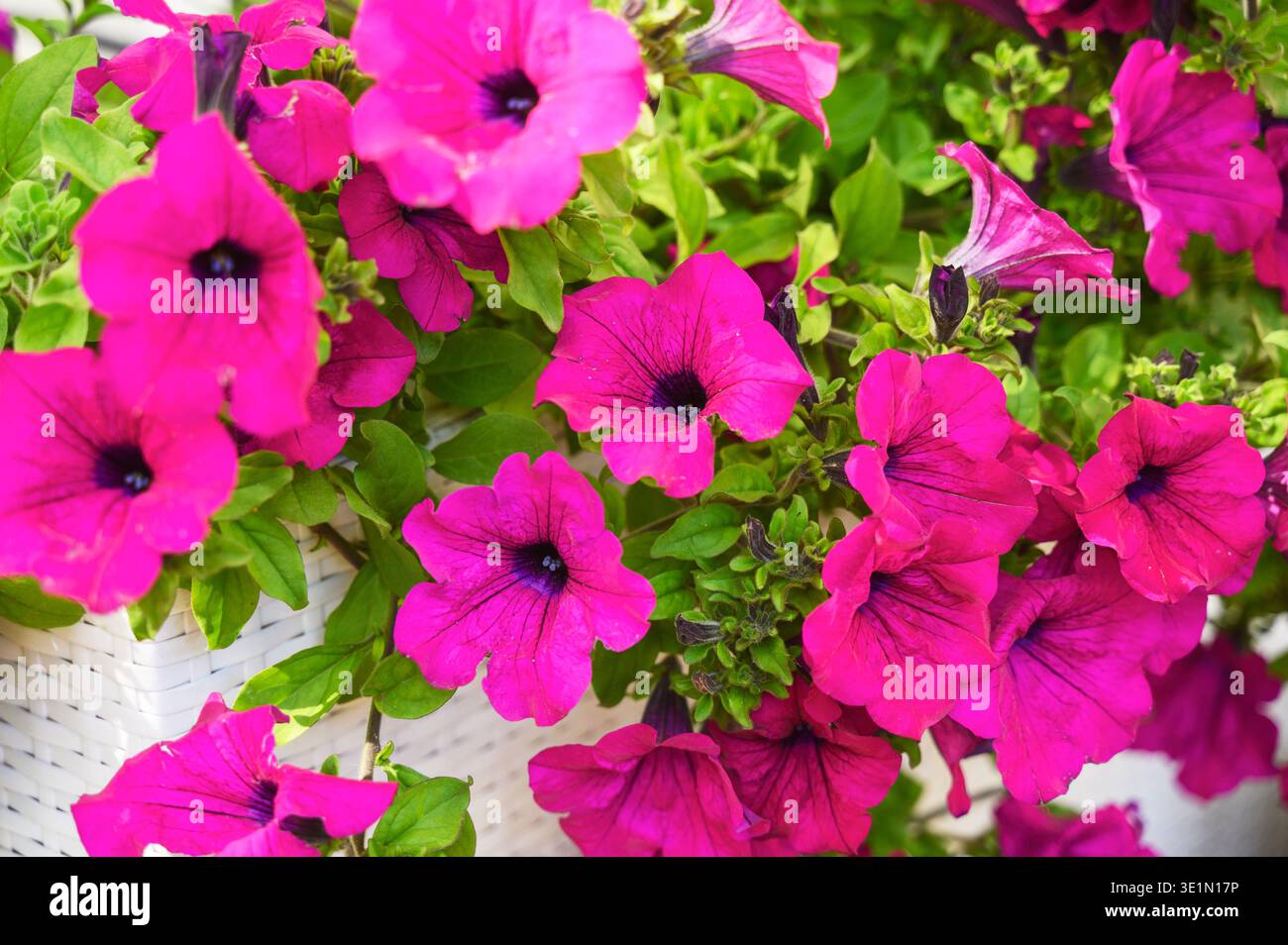 Gros plan d'une fleur de pétunia avec des pétales délicats dans un parc public ensoleillé. Concept d'éveil de la nature, beauté botanique fragile, et légumes frais de printemps Banque D'Images