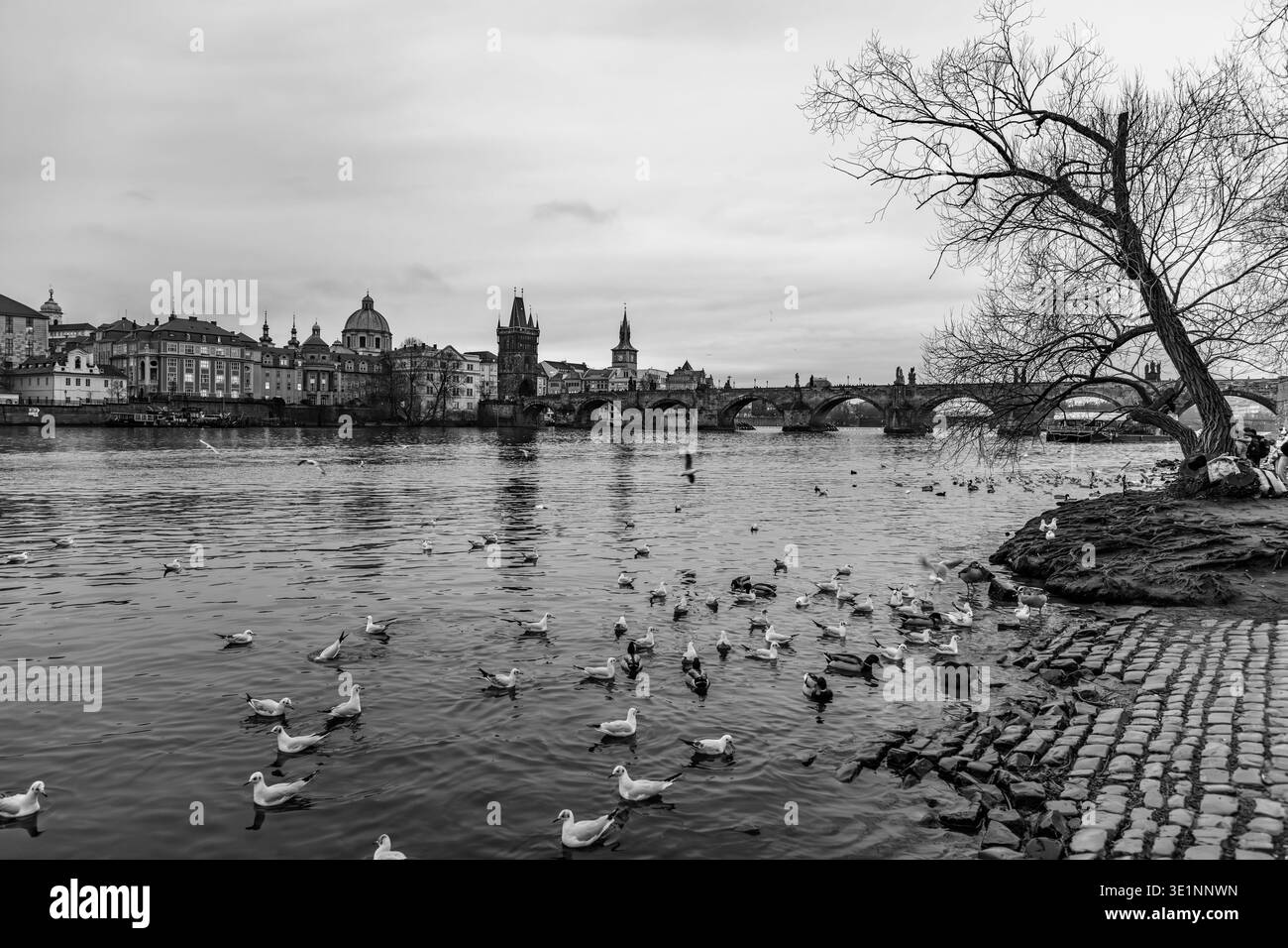 Les canards nagent dans la rivière Vltava près de la rivière à Prague. Les gens se promènent le long de l'eau, admirant la vue sur la ville et le pont Charles en arrière-plan. Des arbres bordent la rive. Banque D'Images