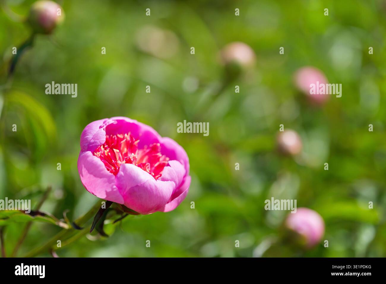 Pivoine de jardin de printemps avec espace de copie Banque D'Images