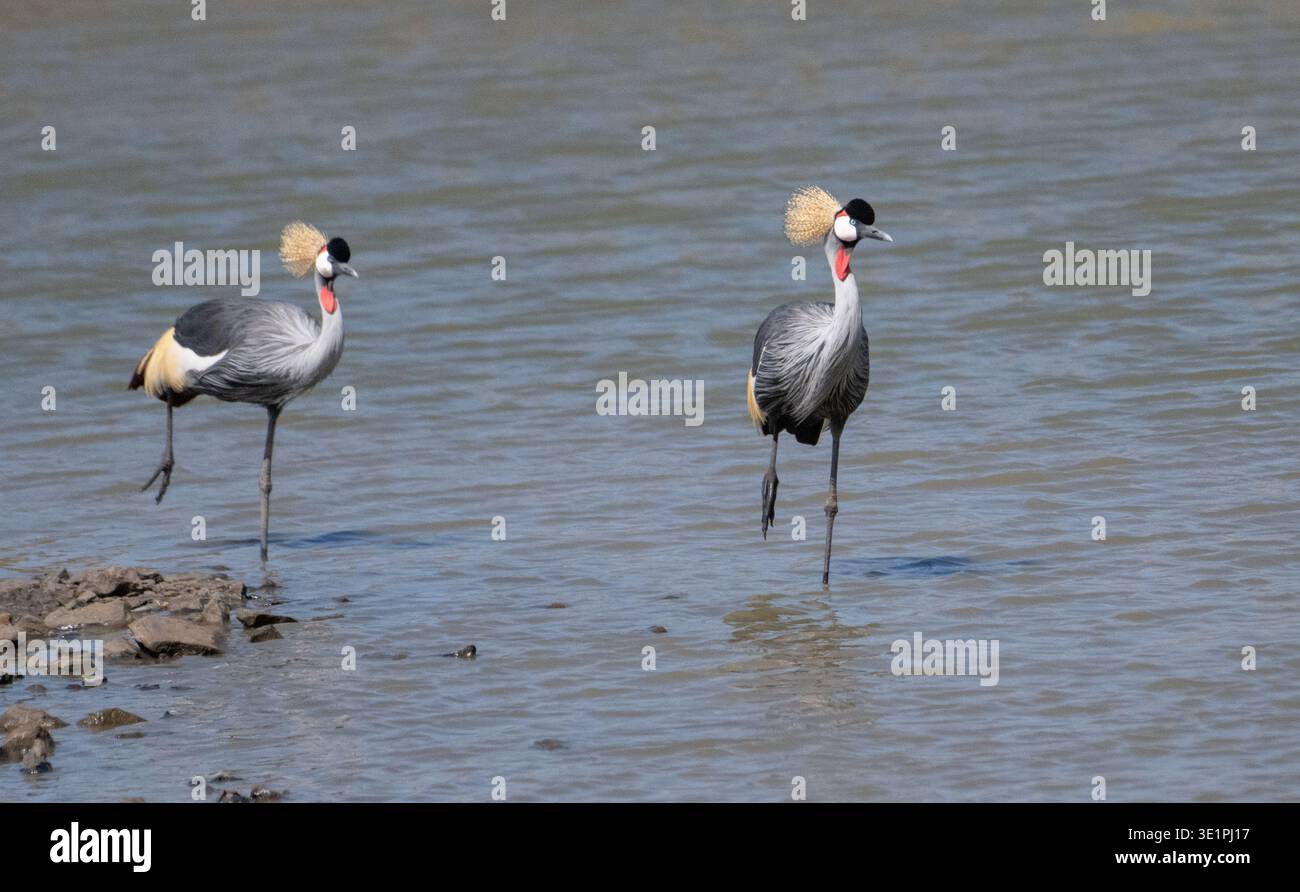 Paire de grues à couronnes grises (Balearica regulorum), chacune debout sur une jambe Banque D'Images