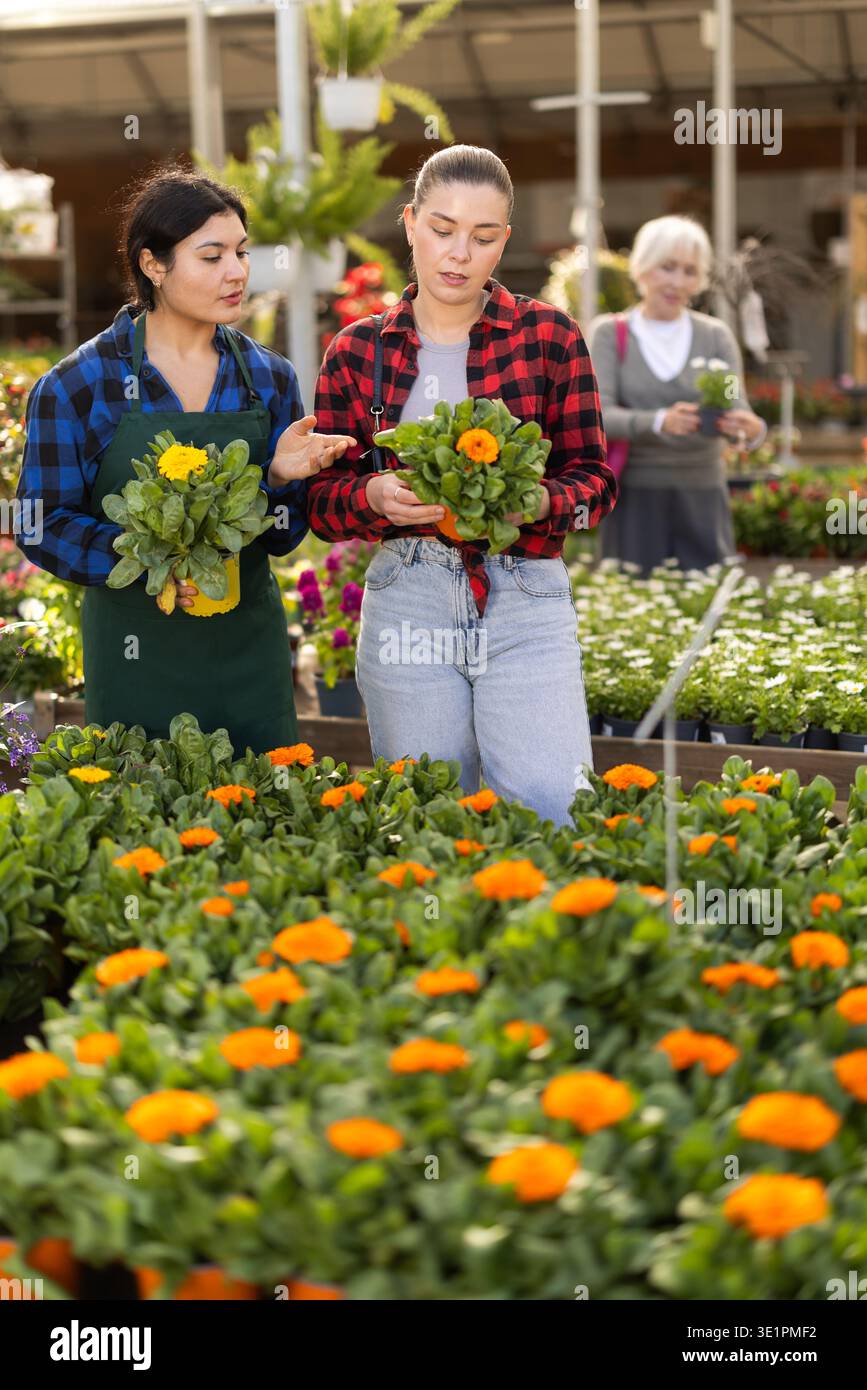 Vendeuse féminine aide la jeune femme à choisir le calendula Banque D'Images